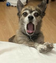 Stella B