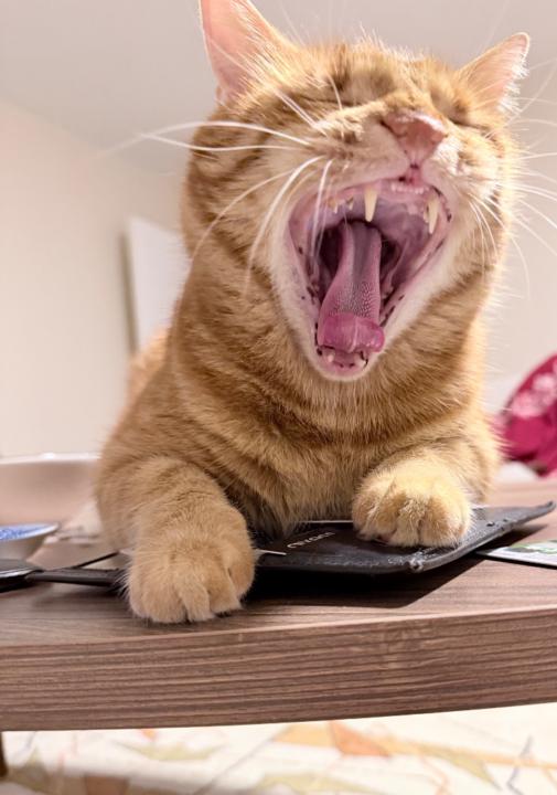 Çağatay Akyıldız