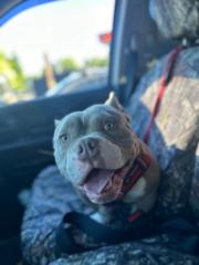 Misbah Mistry-Santos