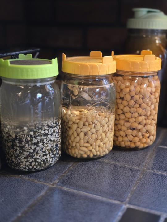 🌱 Tidbit Tuesday — Let's Talk Sprouting