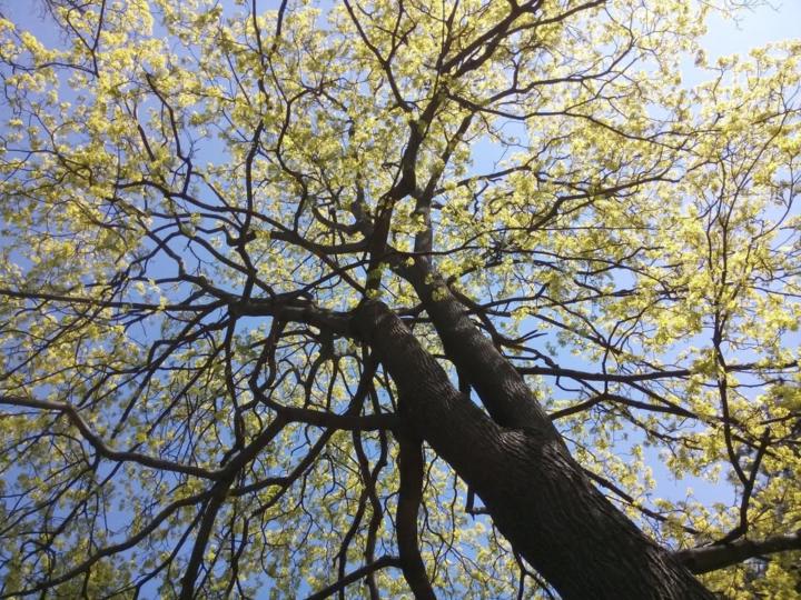 Daniela Weigmann-Schier