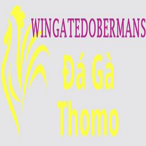 Đá Gà Trực Tiếp Thomo