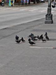 Junior Wily