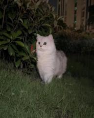 宏 邱