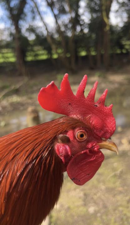 What Your Bird’s Comb Says About Its Health” 🎥 Personal Video Coming Soon