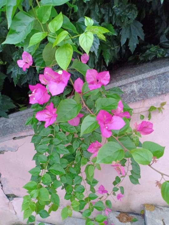 Dung Nguyễn Thị Thu