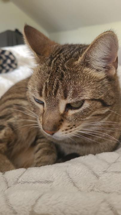Gabriela Meow