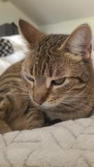Gabriela Meow