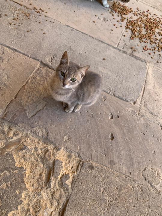 Mostafa A