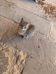 Mostafa A
