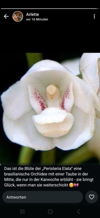 Blume Natur