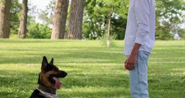 Dylan’s dog training 