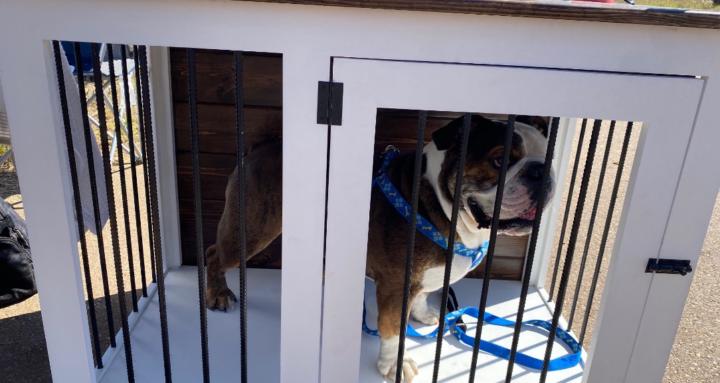 Dog and Crate Academy