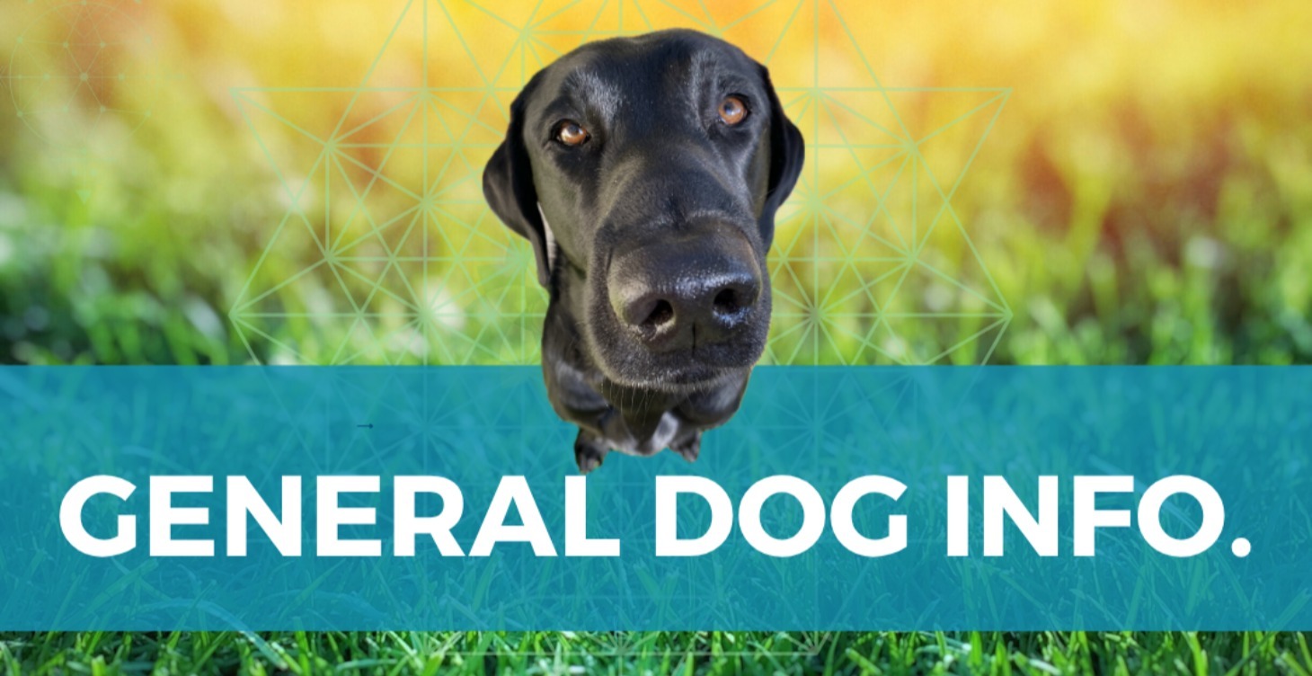 General Dog Stuff