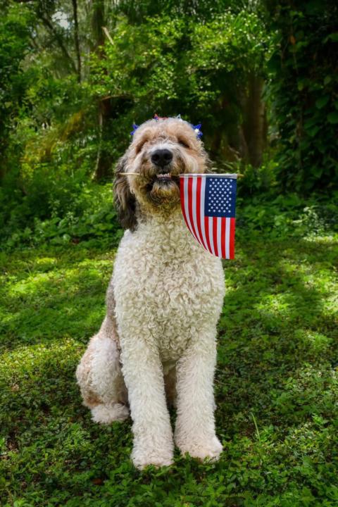 🎆 4th of July Tips for Dogs & Service Dogs 🇺🇸🐕‍🦺