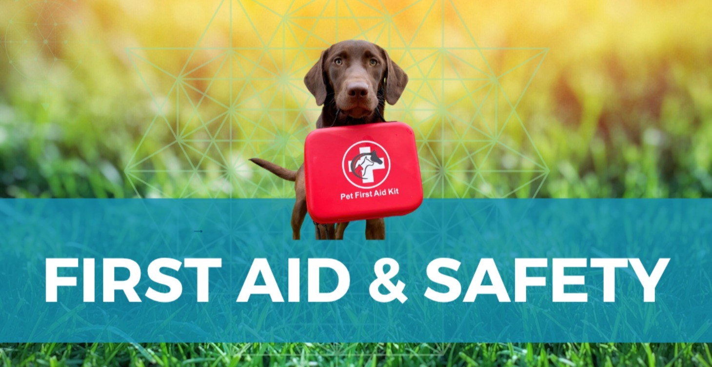 🩺🐾 Dog First Aid & Safety 🐾🩺