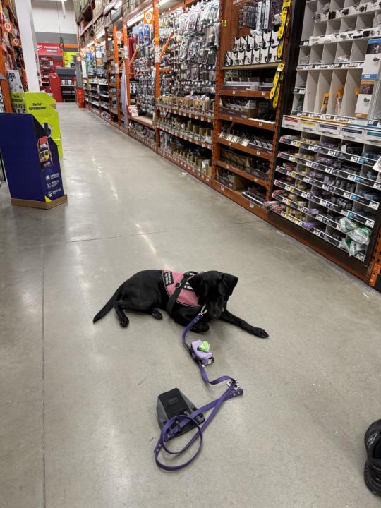 Saffy’s back to public training!