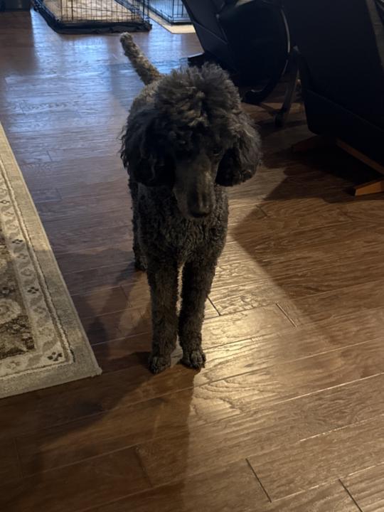 When your service dog is just not having it…