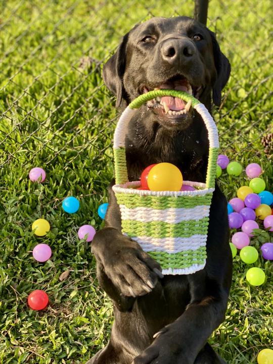 Happy Easter!! 🐣🐕‍🦺🌷