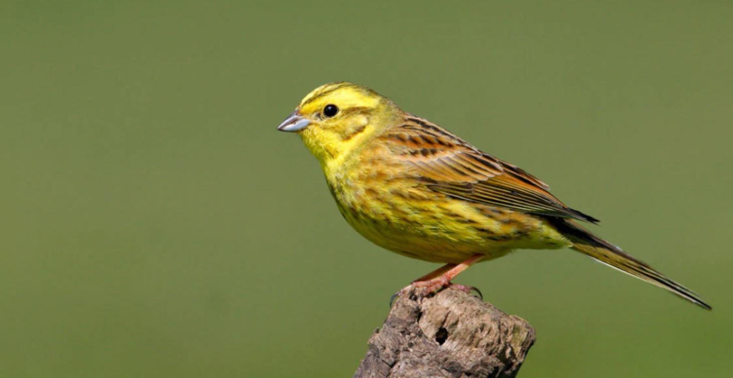 The Yellowhammer Piano Program - Bluebird Tutoring