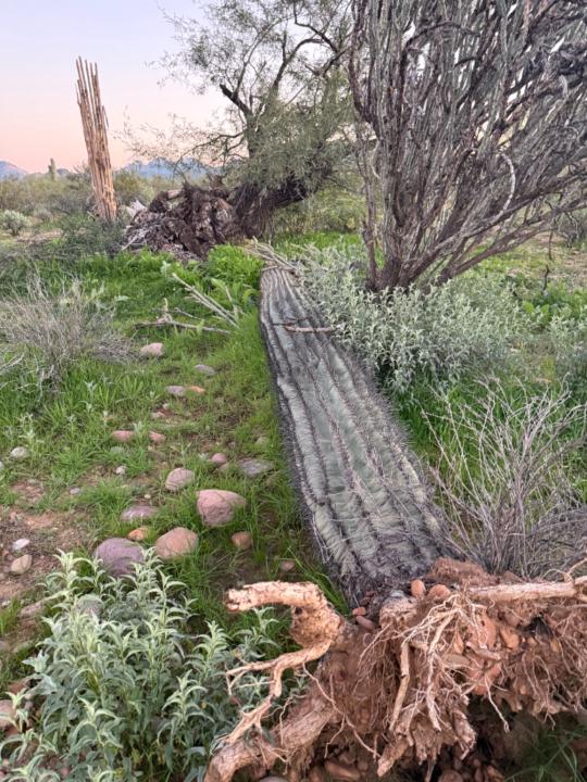 Kimberly Rego Watkins