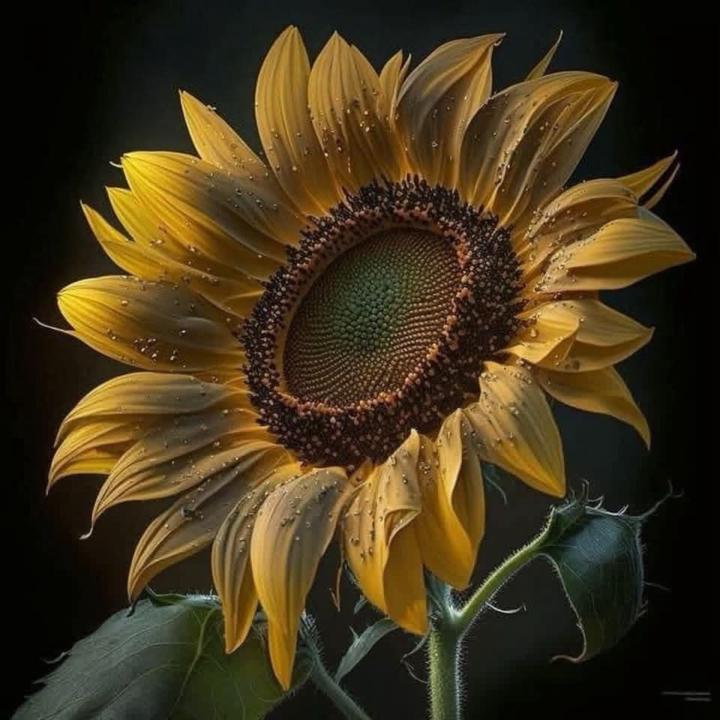 Mónica Geraldine Amaya Masias