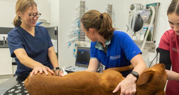 Veterinary Scan - S - Kool