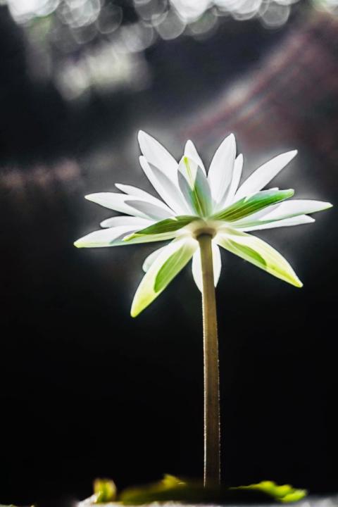 Lâm Lê Lê Thị Lâm