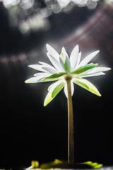 Lâm Lê Lê Thị Lâm