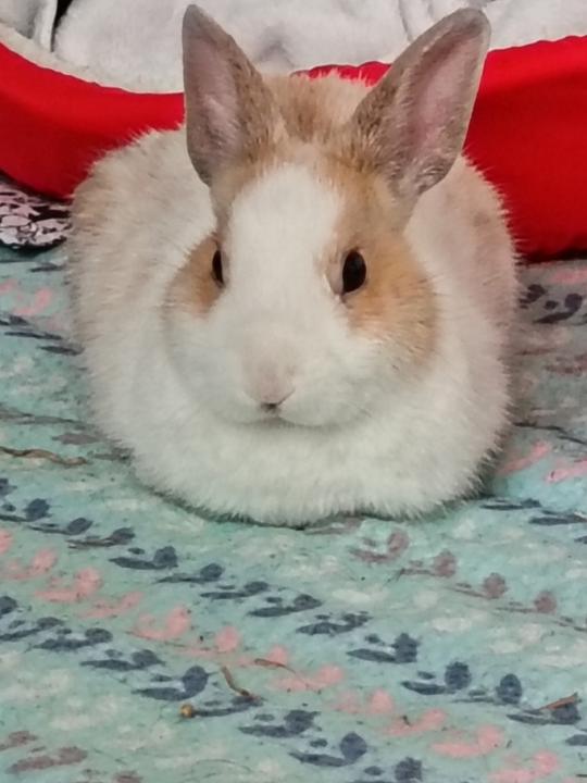 Marie Noëlle Lagrave