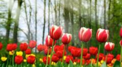 Luz Clarita Paucar Chavez