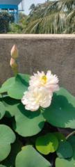Bikash Paul