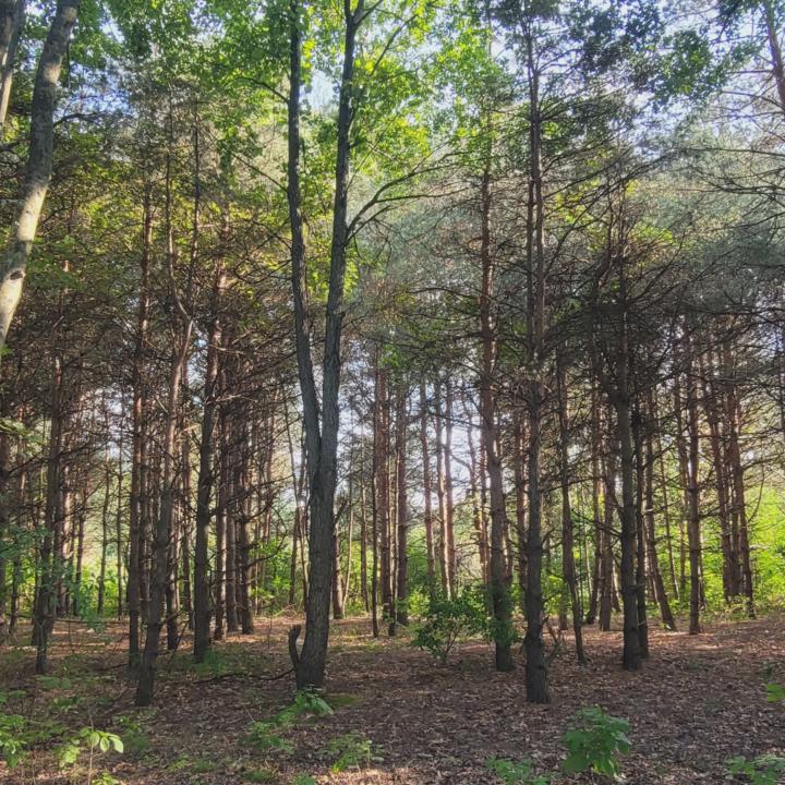 Outdoors Breathwork