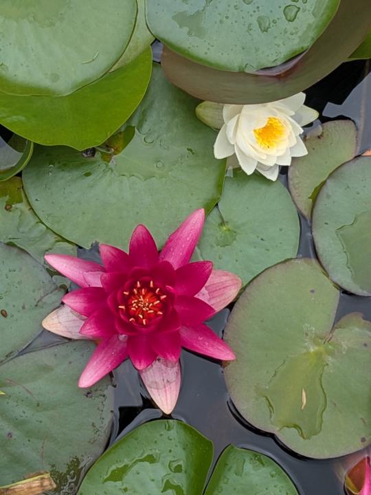 Tara Armstrong