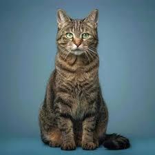 Aaa Aaa