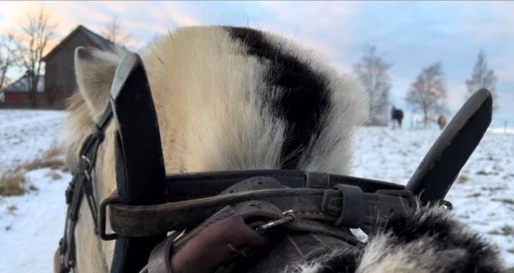 Horsewise - horse driving