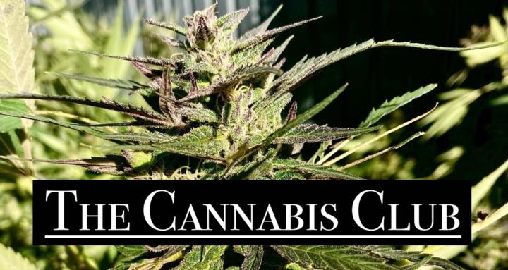 The Cannabis Club
