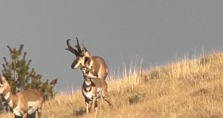Everything Western Hunting