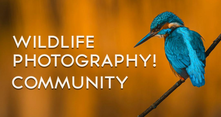 Community in the spotlight - Wildlife Photography 📸