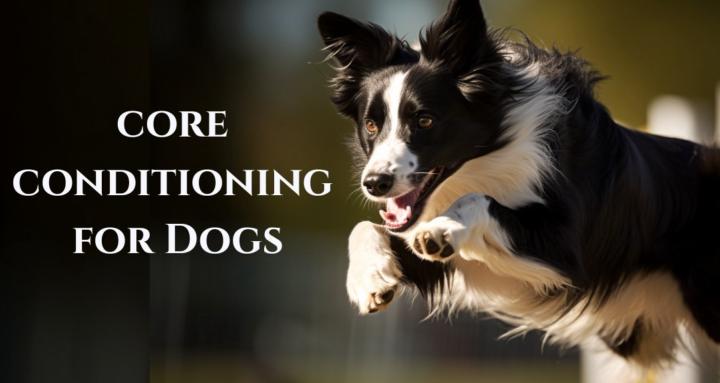 Community in the Spotlight 🐶 Canine Core Conditioning 🐶