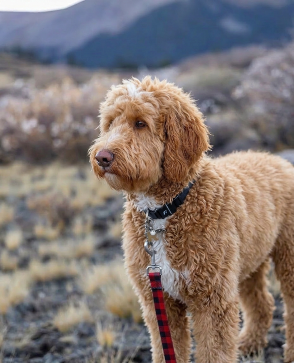 🐾 DAILY UGC BRAND DROP: PET EDITION