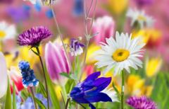 Мима Шомова