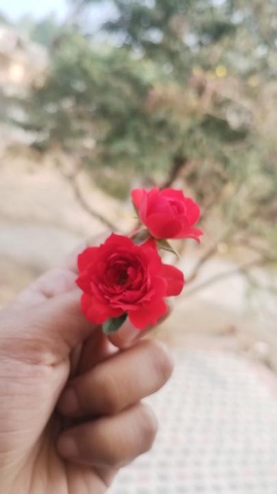 Vaishnavi Bite