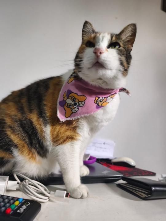 Jean Kevin Muñoz Romero