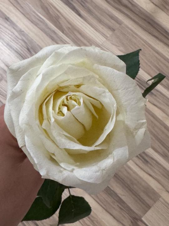 Zhumaiym Abdisharip kyzy