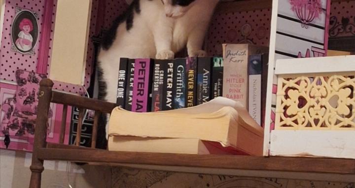 Cats, Books and mayhem