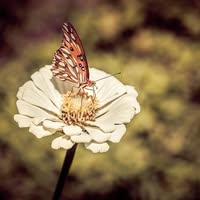 Carol Rettinger