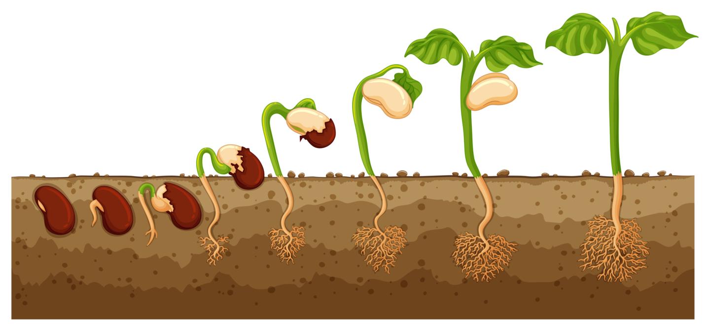 The Beanstalk