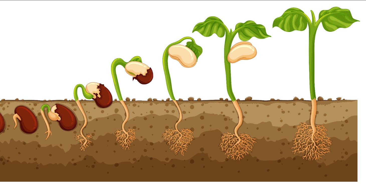 The Beanstalk