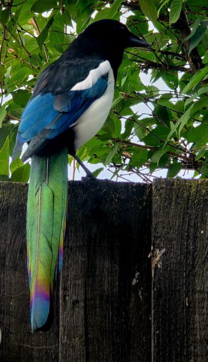 Nature Superstitions